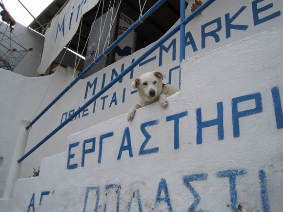 At the beach town of Vathi on Sifnos we found a market, but it was closed. The dog seemed to be saying: We are closed but you can still pat me!