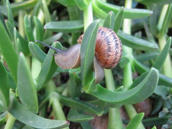 A snail poses for a photo!