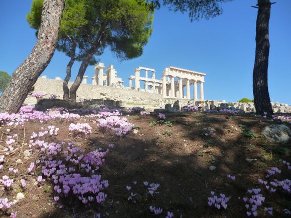 Temple of  Aphaia with lovely Cyclamens in bloom, early October.