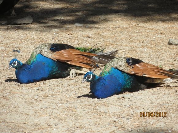 THE PEACOCKS IN PLAKA FOREST IN KOS, NEAR THE AIRPORT.