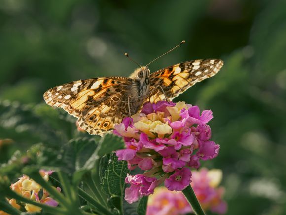 Vanessa cardui or “The painted lady”