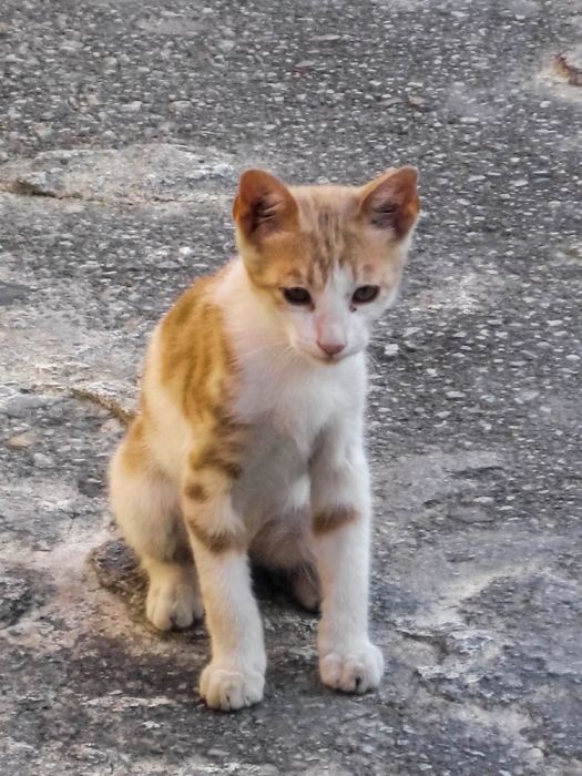 I came across this stray cat in Georgiopolis resort, Crete.
She/he was very cute and adorable.