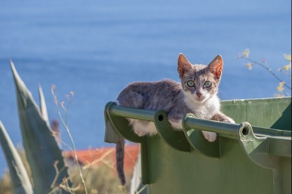 Cat on a Trashbin in Pirgadikia (between Sithonia and Athos)