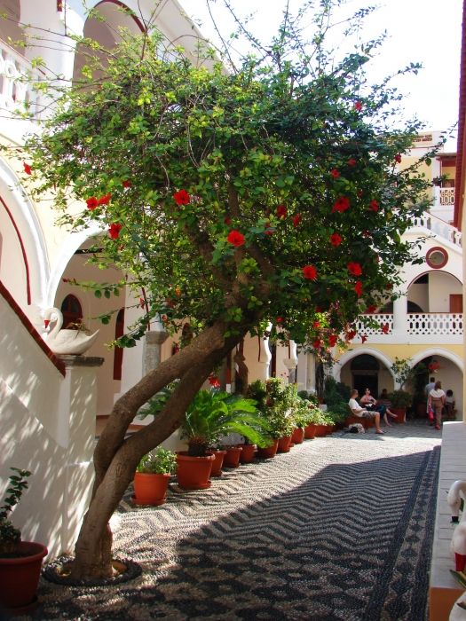 Hibiscus tree inside the Monastery