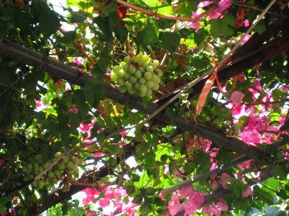Grapes and Bouganvillea in Rhodes