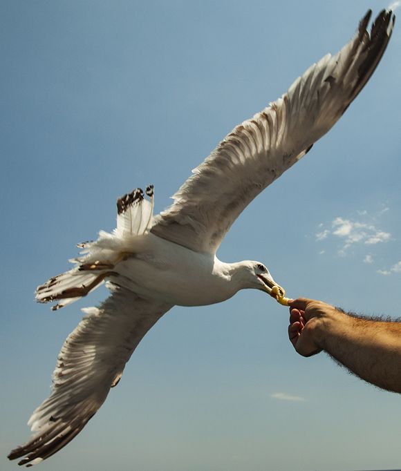 Snack for a seagull