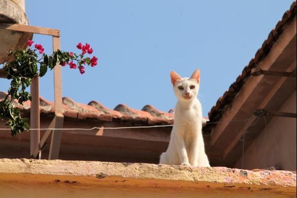 Lixouri cat