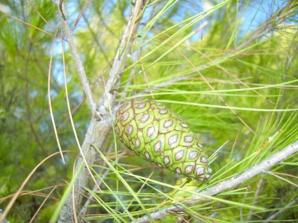 pine nut in the mountain