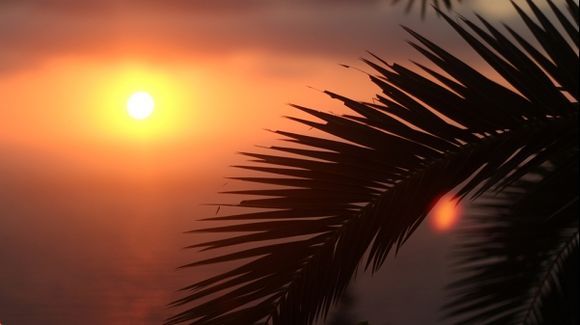 Palm silhouette against creamy sunset over Ionian sea.