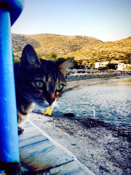 A cat on beach... Psili ammos... Samos