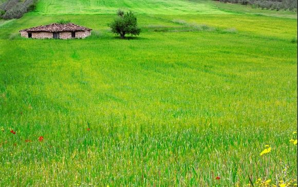 a small abandonded house in a field near Nafplion!