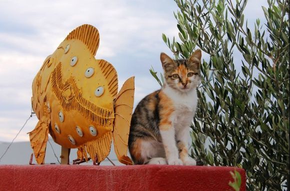 A cat posing at the entrance to a fish restaurant in Imerovigli.