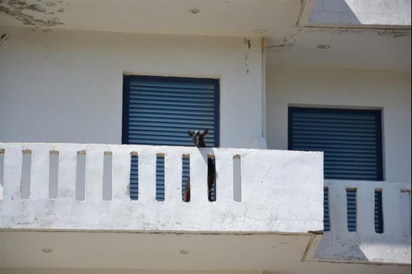 goat at balcony