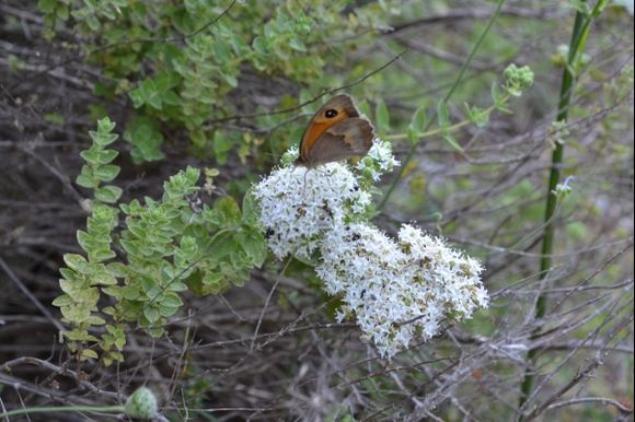 Butterflies on Oregano in Pedi Valley