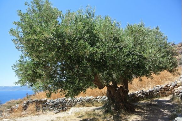 Old olive tree ( castle of Monemvasia )