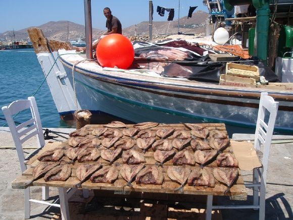 morning fish in naoussa