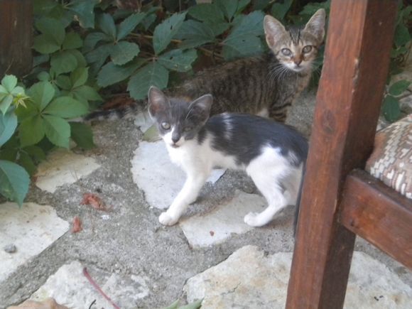 greek cats!