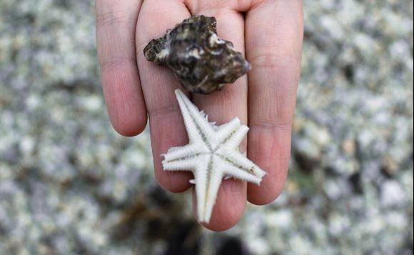 Found in Vasiliki's beach, Lefkada island - Ionian sea