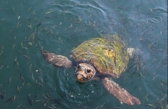 Sea 🐢 at Argostoli Harbour 