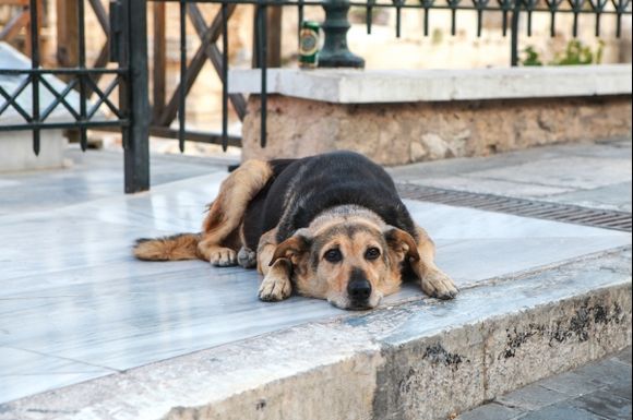 Stray Dog, Athens