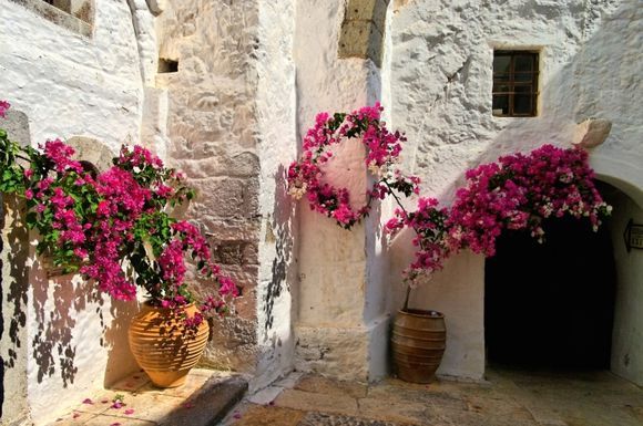Flowers in the Monastery