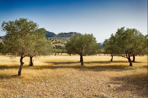 Olive trees in Kolymbia
