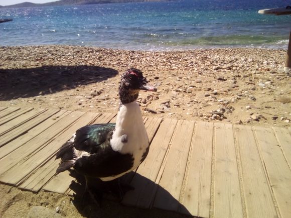 Lonely duck at lonely beach