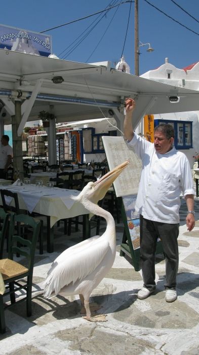 Petros the Pelican having a snack in Mykonos