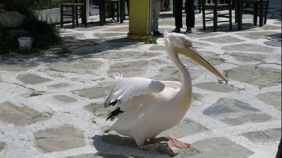 Petros the Pelican out for a stroll