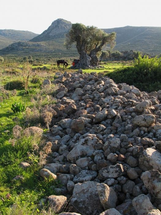Taken in the area of Eliones - where you have olive trees that are more than 2000 years old. You can reach this area walking up the hill from Marathonas or Aiginitissa.