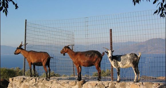 Goats in Sfendouri