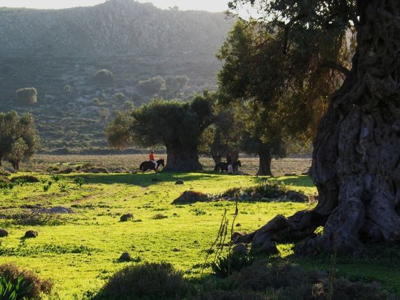 Taken in the area of Eliones - where you have olive trees that are more than 2000 years old. You can reach this area walking up the hill from Marathonas or Aiginitissa.