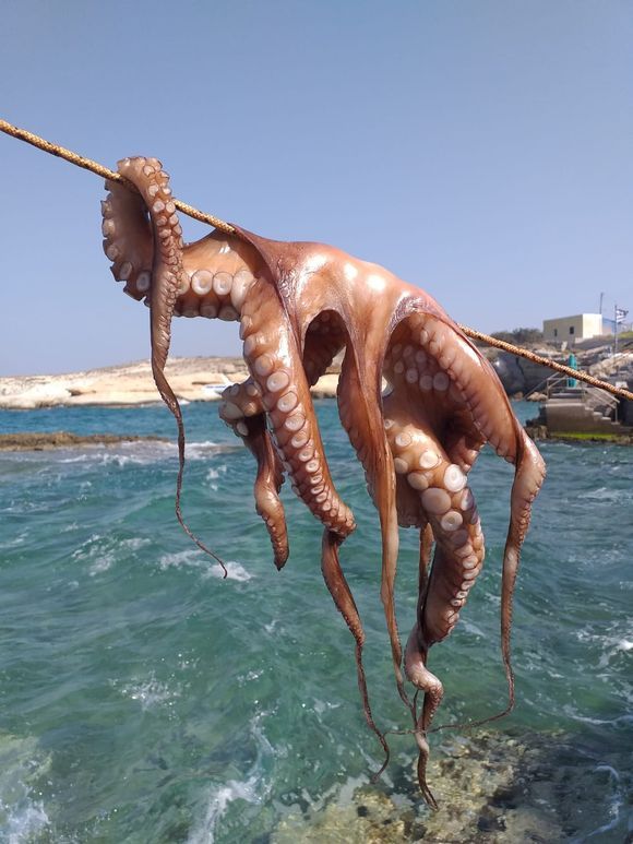 Drying octopus in the sun!