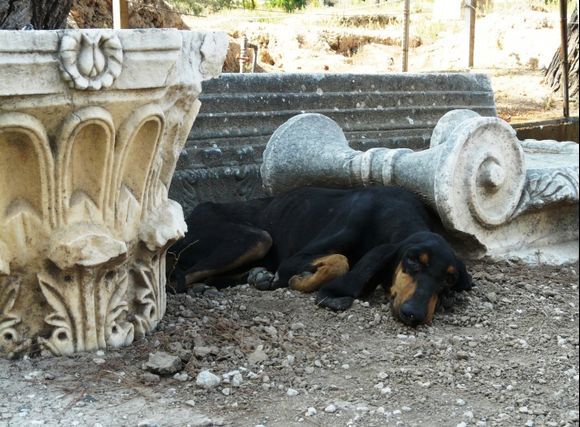 Poor old dog escaping the heat of the day amongst the ruins of the Ancient Corinth museum