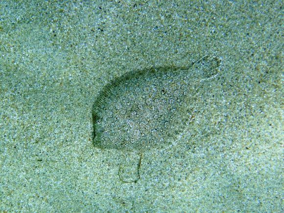 A small sole hiding on the sea-bed,Emporios Chios