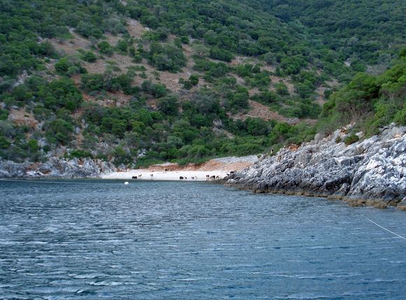 Antri bay is the southernmost bay of Ithaca with one curiosity....the wild goats over there love to drink seawater. It's said that the ship of Telemachus (son of Odysseus) anchored here when he  came back from his trip to the Peloponnese.