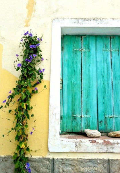 Old, wooden shutters retain their charming character with a bright coat of aqua. A vine of morning glory, dangling against the naturally distressed patina, adds zest, revitalizing an otherwise stark scene.