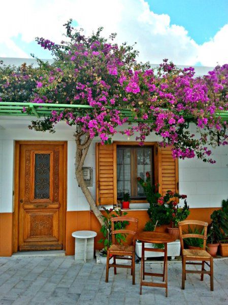 Magenta bougainvillea weaves its way around a metal pergola painted in chartreuse green. The canopy of bright, tissue paper-like petals provides a pretty spot of shade in the courtyard of a home situated in one of the many squares in the village of Lefkes, on the island of Paros, Greece.