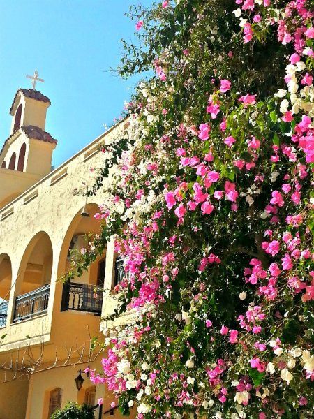 A cascade of bougainvillea adorns the facade of the Holy Monastery of the Virgin Mary, in the village of Rogdia, Crete.