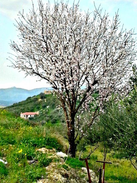 Every year, around this time, I look forward to visiting this beautiful almond tree, nestled in the Cretan countryside, just a few minutes walk from my home. It sprouts the prettiest, most fragrant blossoms, creating a picture perfect, pastoral portrait of spring.