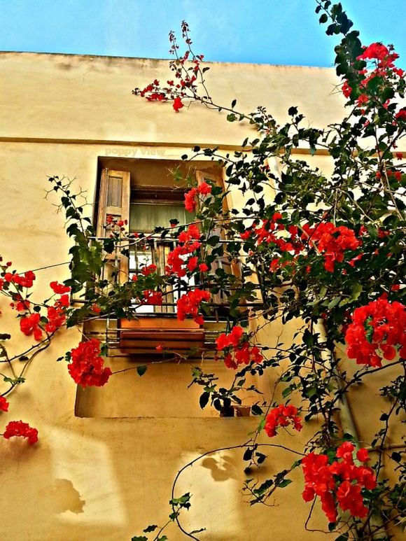 Flowers on facades seem to be my weakness; I cannot resist snapping pics of pretty petals weaving their way up to equally charming shutters and balconies, like this beautiful bougainvillea vine, in Rethymno.