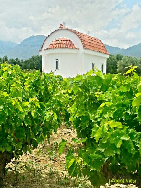 Vineyards surround a little chapel, in a picturesque village.