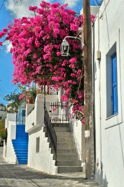 A burst of bright pink bougainvillea is a stunning showstopper on this otherwise low key street, in the village of Lefkes, on the island of Paros, Greece.