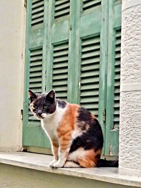 Perched on a marble window ledge, a stony-faced feline smugly studies the photographer snapping her fingers to grab its attention. Unfazed, the green eyed, cool Calico can almost be heard muttering, Relax, lady, I see ya! Sheesh...tourists...'.