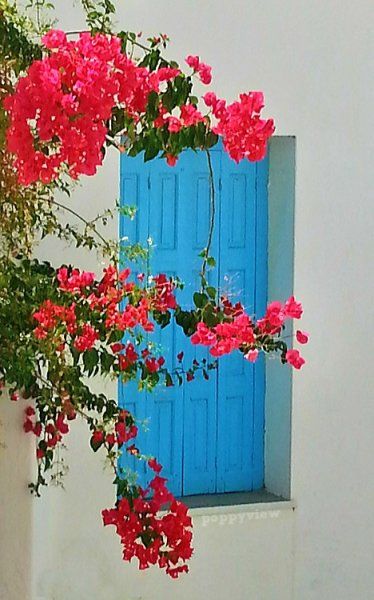 Bougainvillea, in a pink grapefruit hue, adds a splash of vibrant colour to these traditional wooden shutters, covered in cornflower blue.
