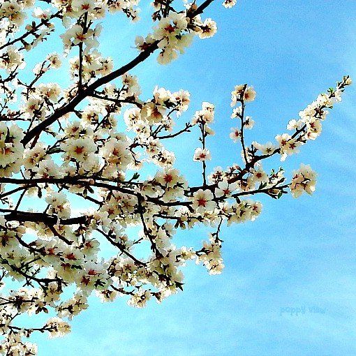 Almond blossoms continue to add a striking contrast to the Cretan skies. Soon, these pretty petals will only be a memory of early spring delights. But, already, the orange and lemon blossoms are scenting our surroundings, one of my favourite fragrances - fleeting, but forever adored.