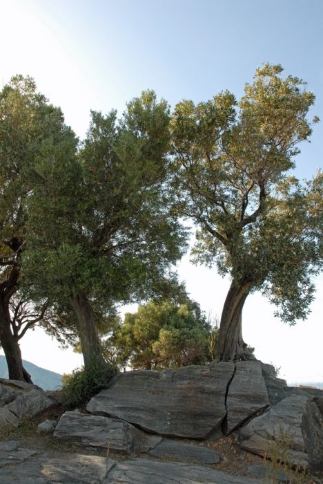 Two old olive trees near Ag. Gioannis church.