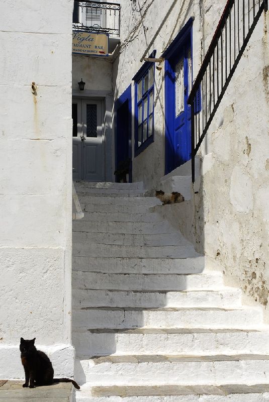Cats from Hydra.
