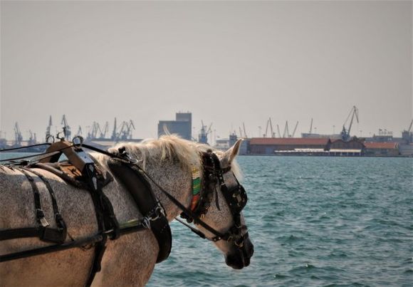 Horse overlooking the sea