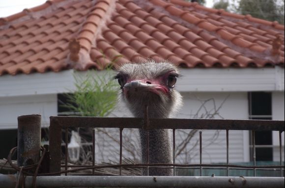 Ostrich looking angry :)